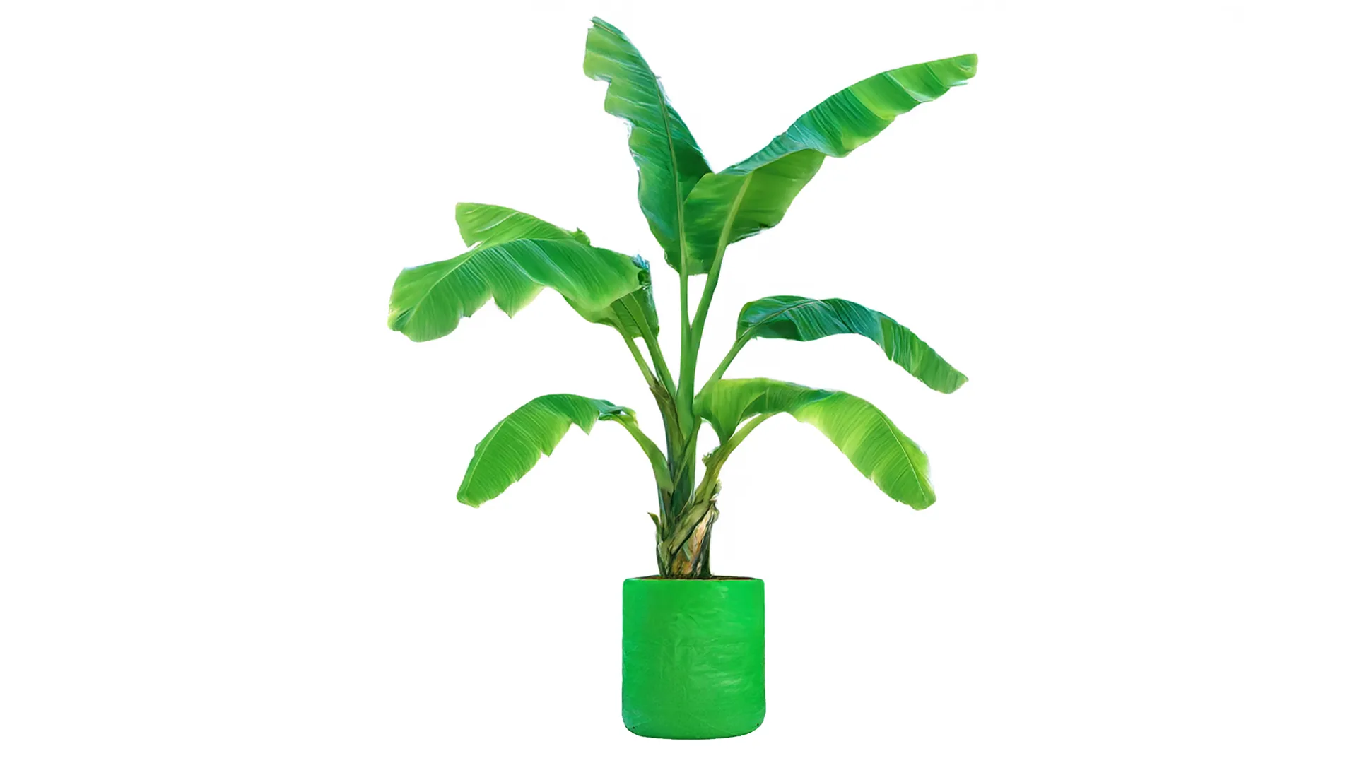 Best HDPE Grow Bag For Banana Plant: A Complete Guide banana Best HDPE Grow Bag For Banana Plant: A Complete Guide