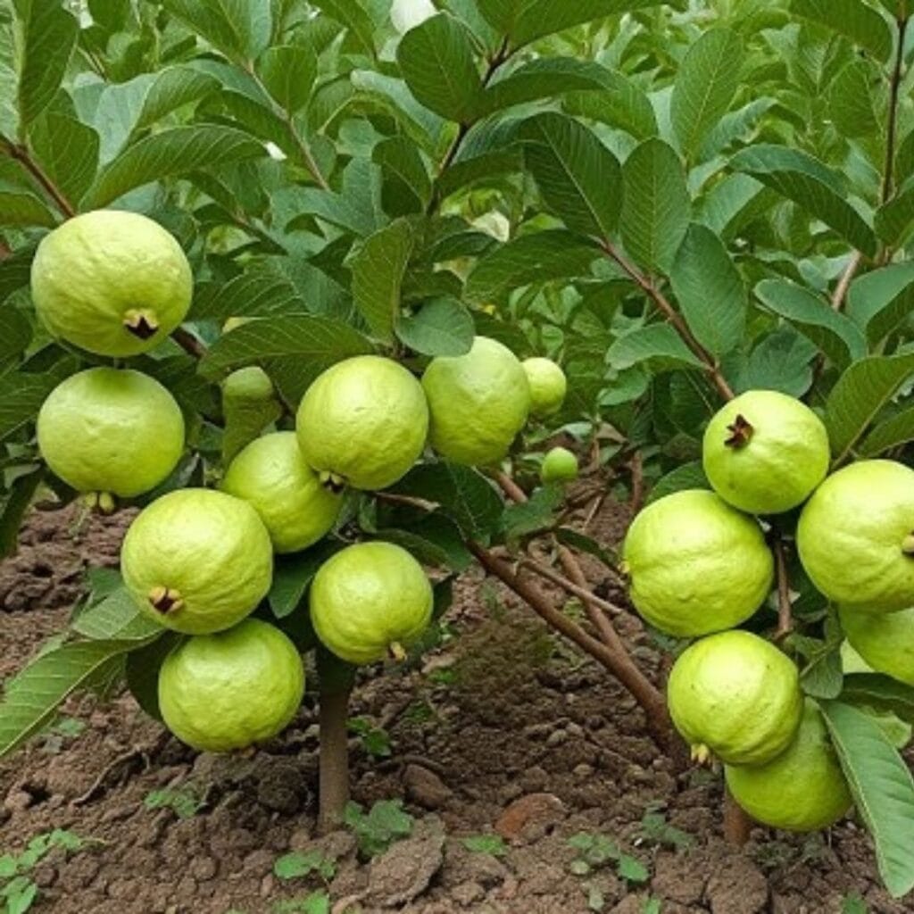 Amrud ke ped ki dekhbhal