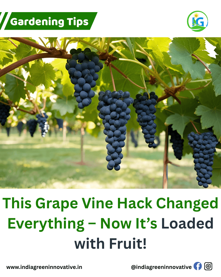 Grape Vine Hack