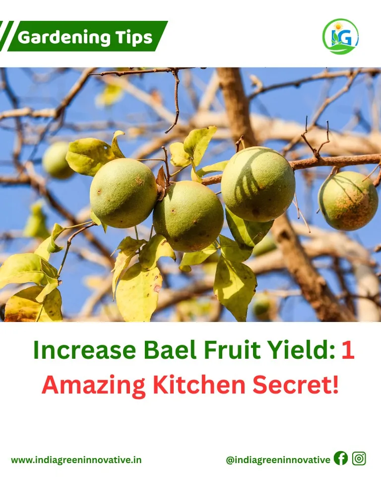 Increase Bael Fruit Yield
