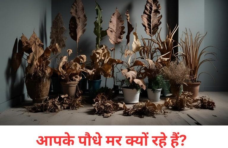 आपके पौधे मर क्यों रहे हैं? असली वजह जान के हैरान रह जाएंगे! (Why are your plants dying? You’ll be shocked knowing the real reason!)
