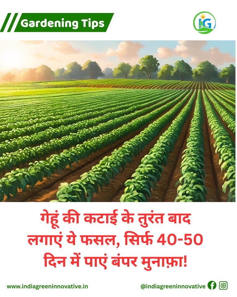 गेहूं के बाद मूंग की खेती