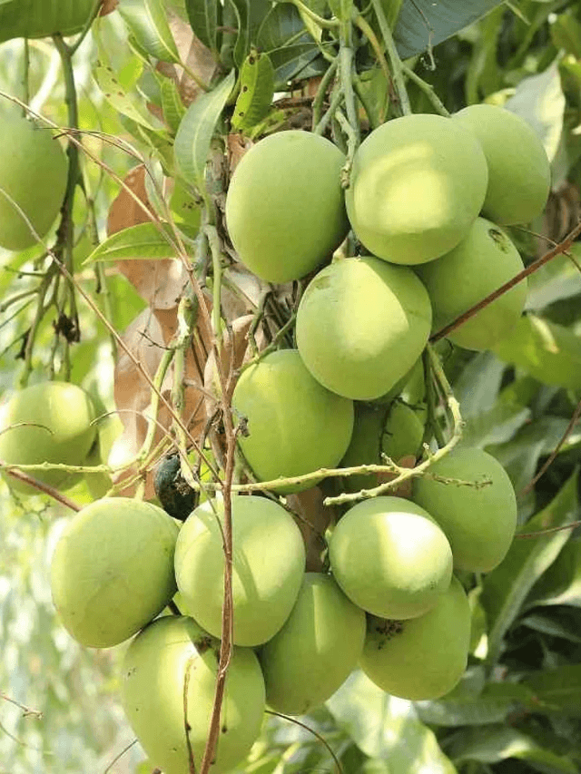 आम के फल क्यों गिर रहे हैं?