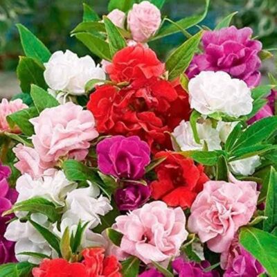 balsam flower seeds