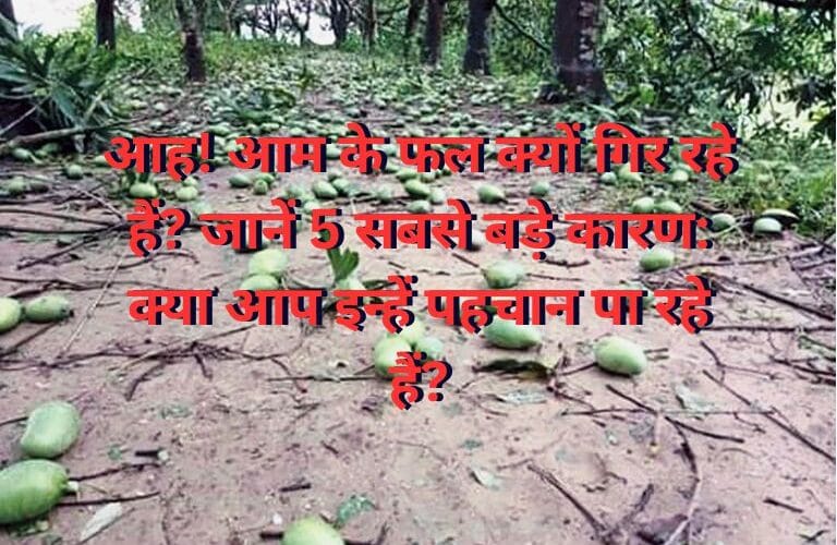 आह! आम के फल क्यों गिर रहे हैं? जानें 5 सबसे बड़े कारण: क्या आप इन्हें पहचान पा रहे हैं?