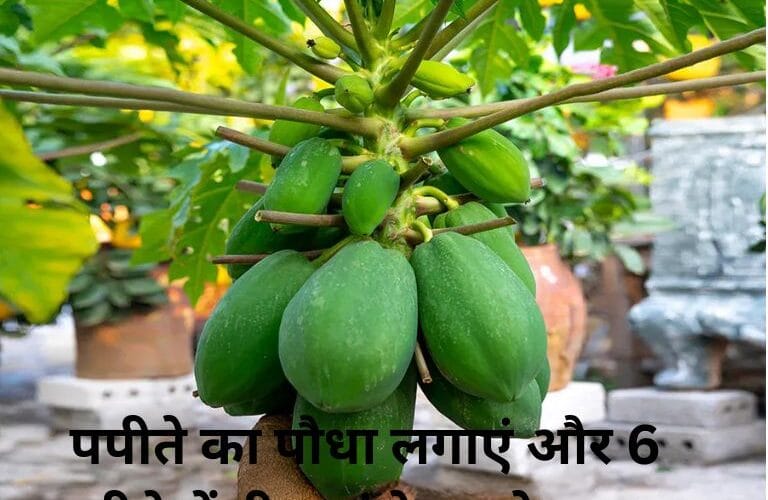 पपीते का पौधा लगाएं और 6 महीने में ही पाएं ढेर सारे फल – ये है आसान तरीका!