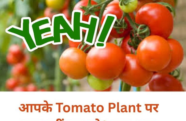 टमाटर नहीं लग रहे? सिर्फ यह एक चीज़ डालें और फलों से भर जाएंगे! (Tomatoes not growing? Just add this one thing and they’ll be full of fruits!)