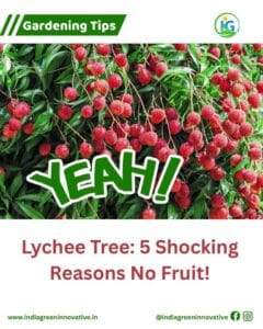 Lychee Tree