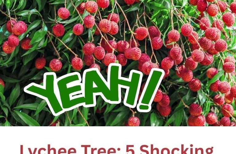 लीची के पेड़ में फूल तो बहुत हैं, लेकिन फल क्यों नहीं लगते? ये 5 सच आपको चौंका देंगे!