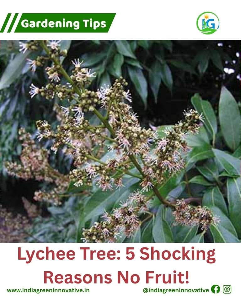 Lychee Tree फूलों से भरा, लेकिन फल क्यों नहीं?