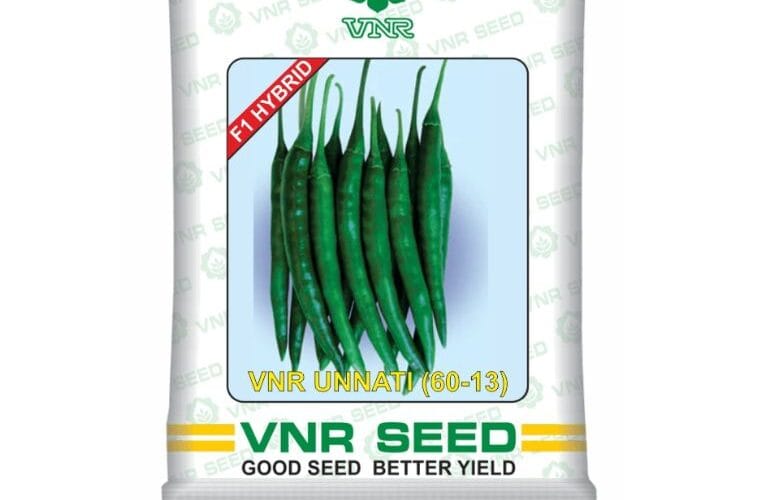 मिर्च की खेती कैसे शुरू करें: VNR 60-13 बीज के लिए Seed Bed तैयार करने की पूरी गाइड