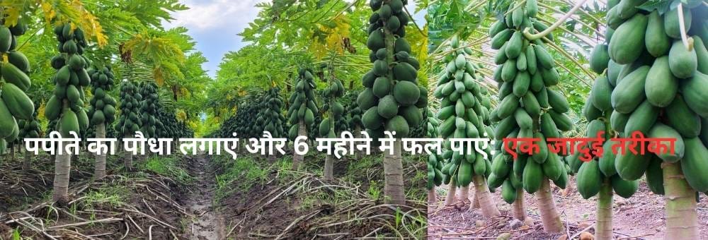 पपीते का पौधा लगाएं और 6 महीने में फल पाएं: एक जादुई तरीका