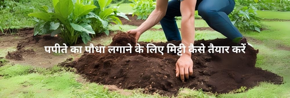 पपीते का पौधा लगाने के लिए मिट्टी कैसे तैयार करें: अच्छी जल निकासी सुनिश्चित करें