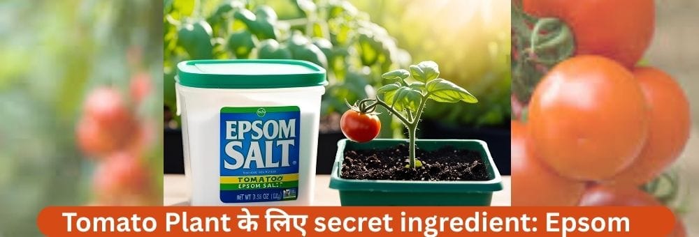 Tomato Plant के लिए secret ingredient: Epsom Salt