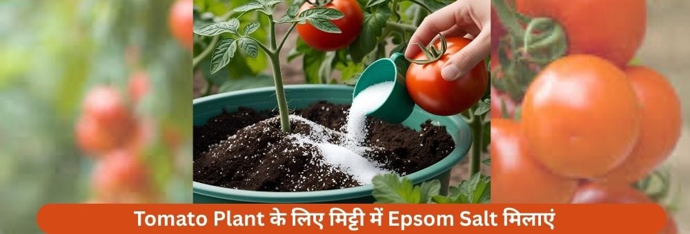Tomato Plant के लिए मिट्टी में Epsom Salt मिलाएं
