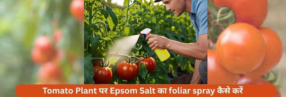 Tomato Plant पर Epsom Salt का foliar spray कैसे करें