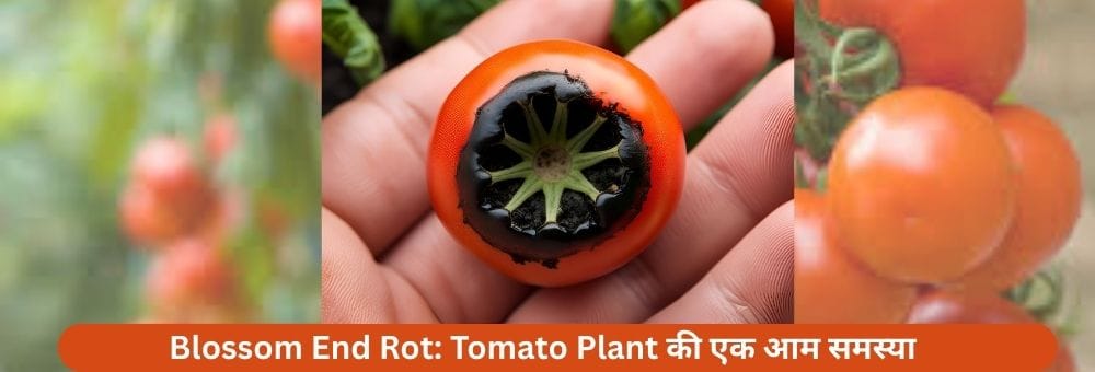 Blossom End Rot: Tomato Plant की एक आम समस्या