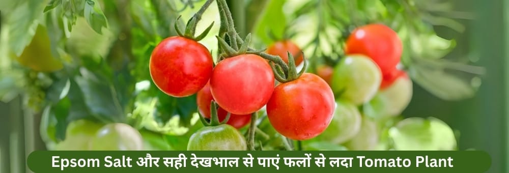 Epsom Salt और सही देखभाल से पाएं फलों से लदा Tomato Plant