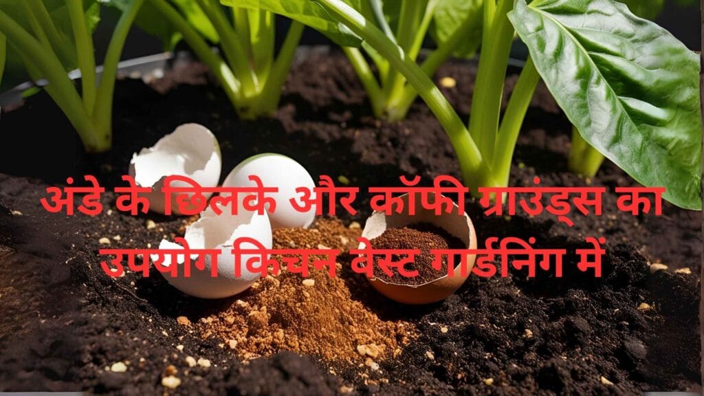 अंडे के छिलके और कॉफी ग्राउंड्स का उपयोग किचन वेस्ट गार्डनिंग में