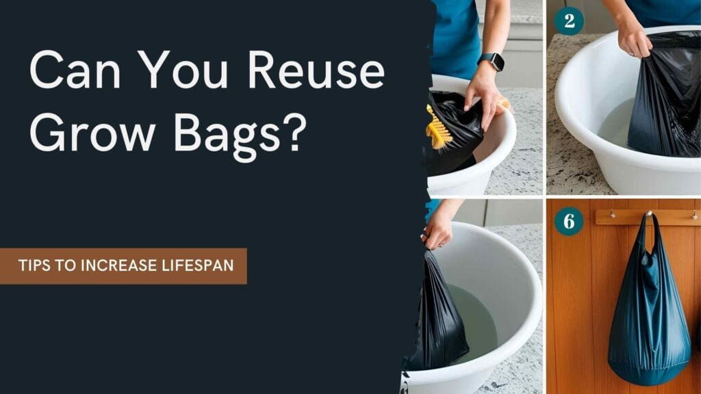 Can You Reuse Grow Bags? Tips to Increase Lifespan www.indiagreeninnovative.in 2 Can You Reuse Grow Bags