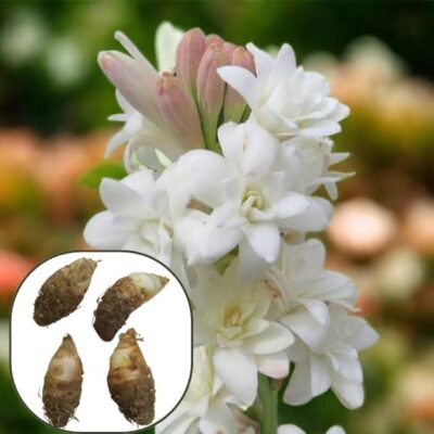 rajnigandha bulbs