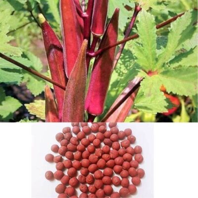 red okra seeds
