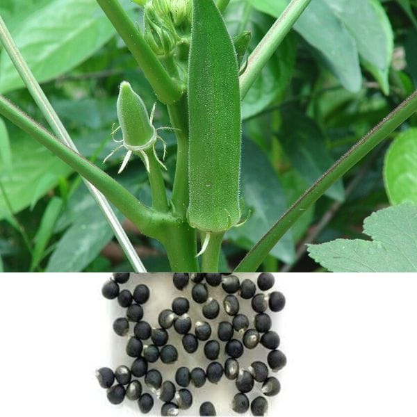 Green Okra Seeds – 15 Fresh Seeds for a Healthy Home Harvest