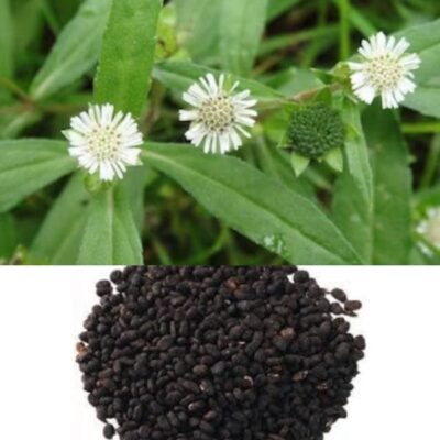 bhringraj seeds