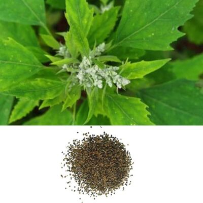 bathua seeds
