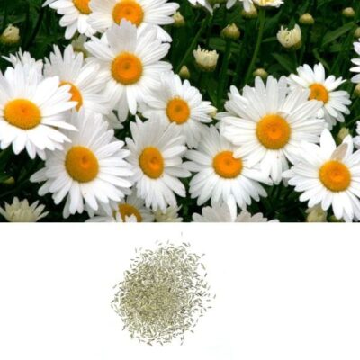 daisy seeds
