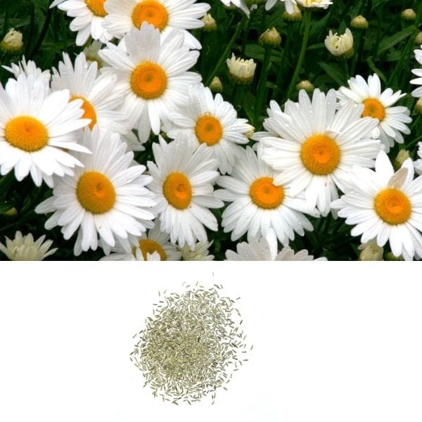 daisy seeds