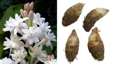 rajnigandha bulbs