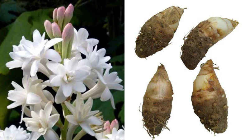 rajnigandha bulbs