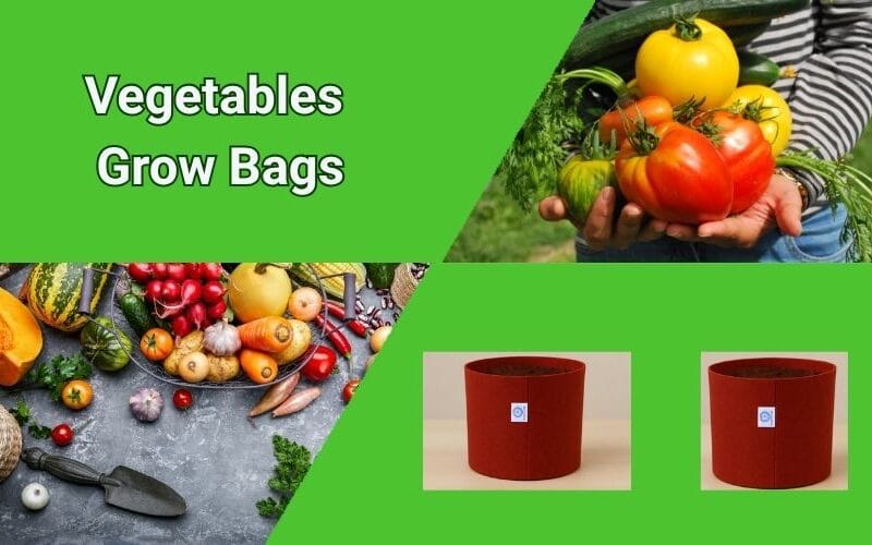 How to Use Vegetables Grow Bags at Home: Easy Guide