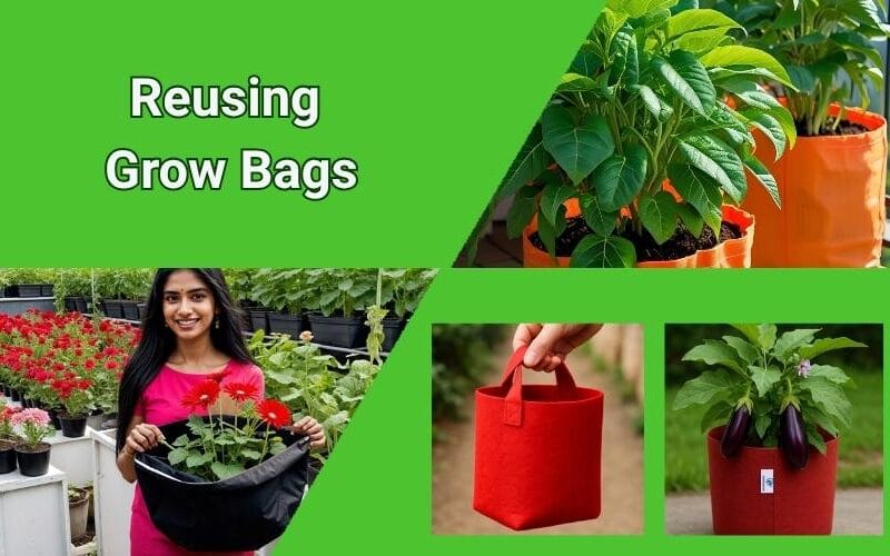 Reusing Grow Bags: 5 Steps for a Sustainable Garden