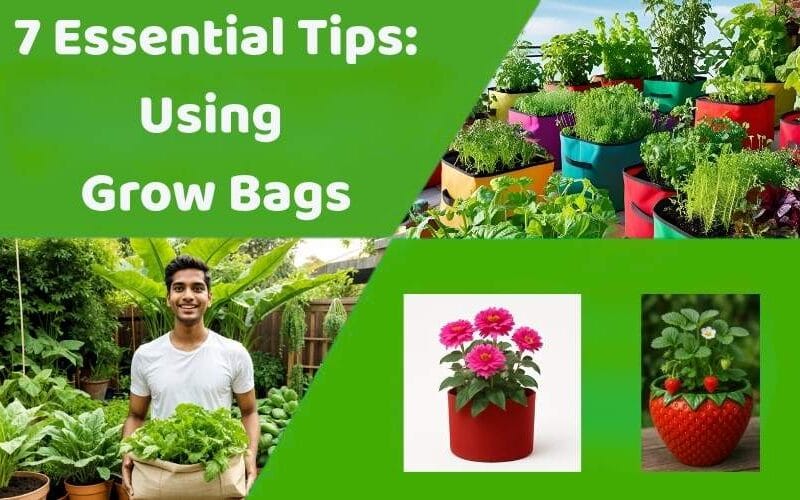 7 Essential Tips: Using Grow Bags for Success