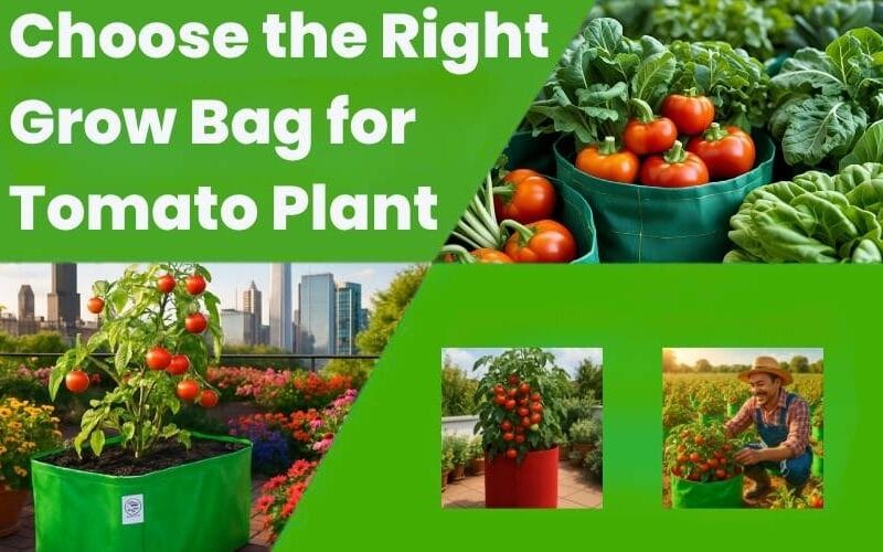 Tomato Plant Grow Bags: Choose Best Size for Healthy Harvests