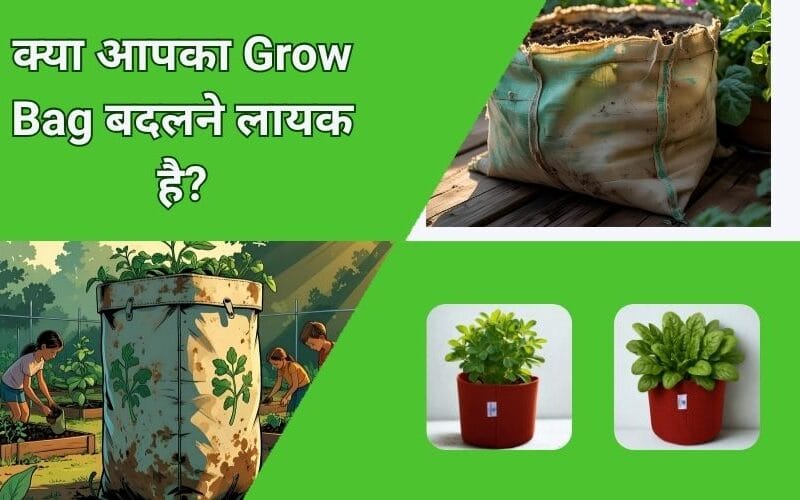 Grow Bag Needs Replacement? 5 Clear Signs to Check!