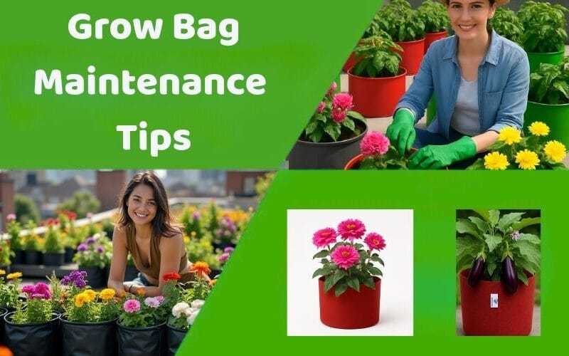 Grow Bag Maintenance Tips: 5 Easy Steps for Years of Use!