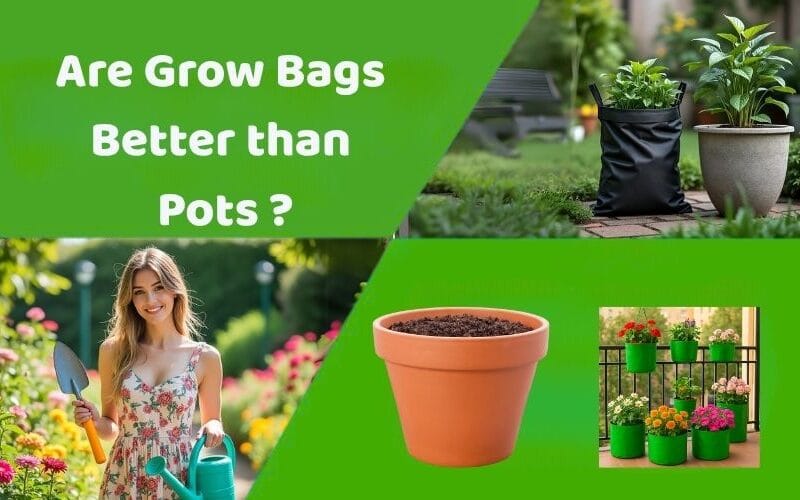 Are Grow Bags Better than Pots? Full Comparison Guide!