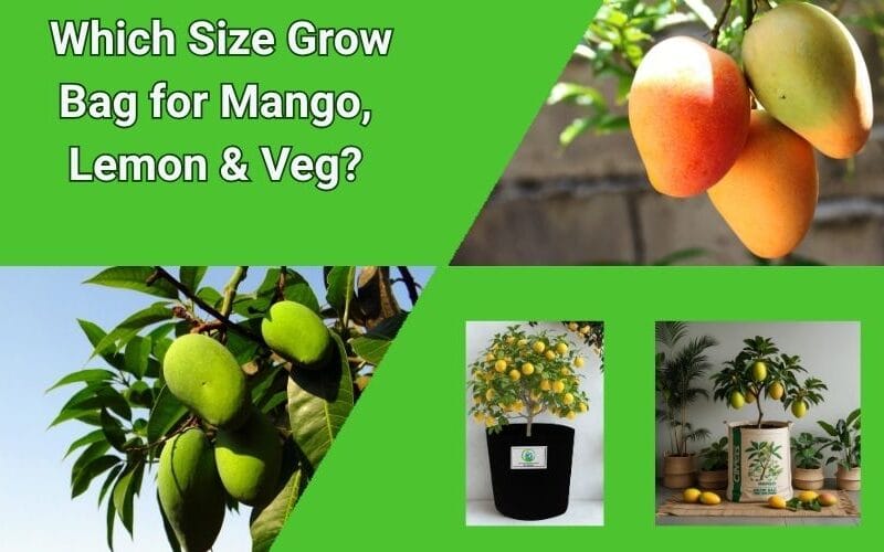 Which Size Grow Bag for Mango, Lemon & Veg? Guide