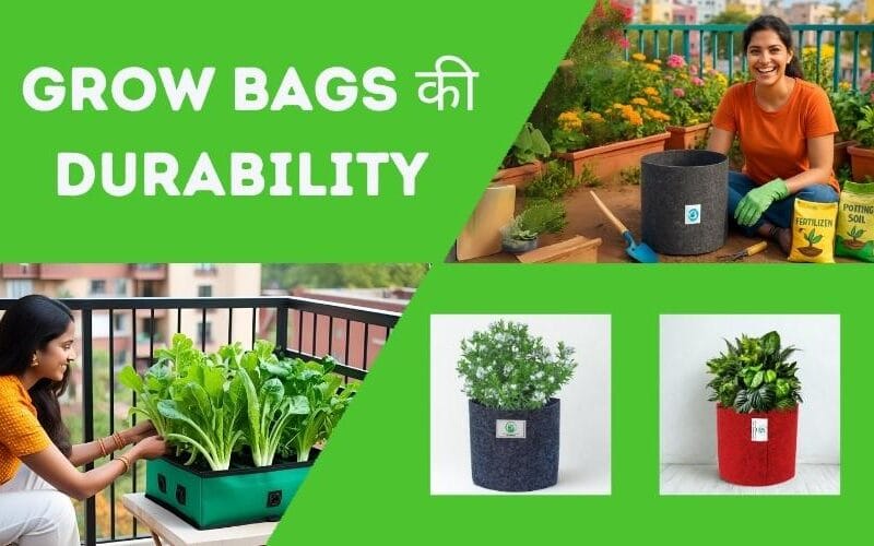 How Many Years Do Grow Bags Last? Real Use Cases Shared