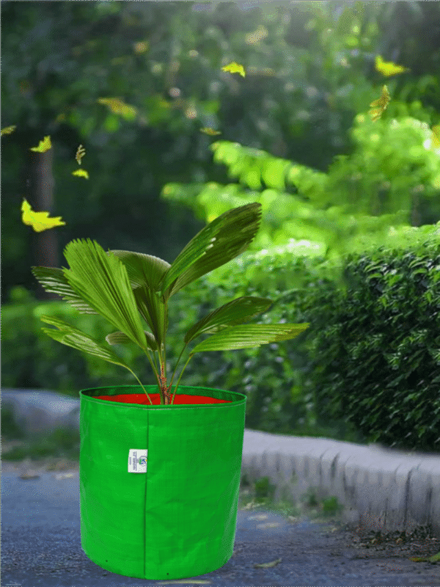 12×12 इंच ग्रो बैग – क्यों है ये “All-Rounder” गार्डनिंग के लिए?