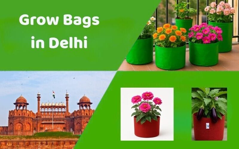 Rooftop Gardeners के लिए Grow Bags in Delhi NCR: 5 Awesome Reasons
