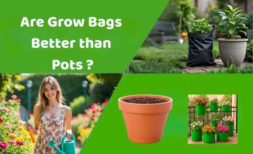 Grow Bags Are Better