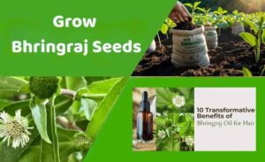 Grow Bhringraj Seeds