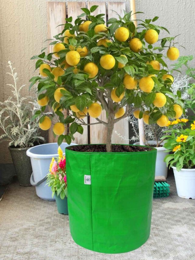 why choose grow bag