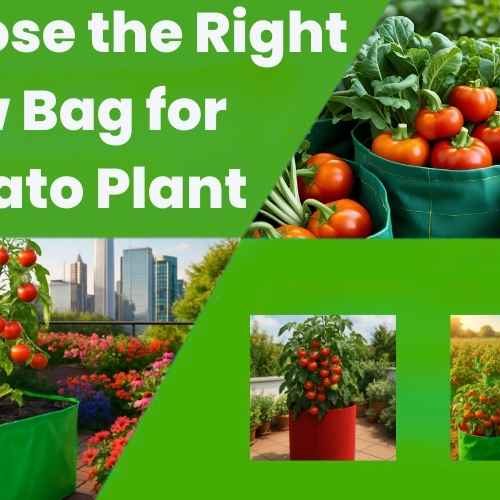 Grow Herbs in Grow Bags