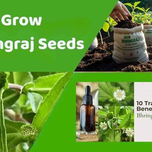 Grow Bhringraj Seeds