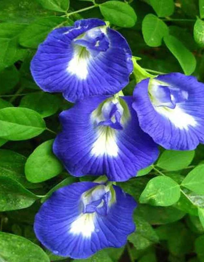 Aparajita (Clitoria Ternatea) Flower Seeds – 10 Pcs Pack for Home Gardening